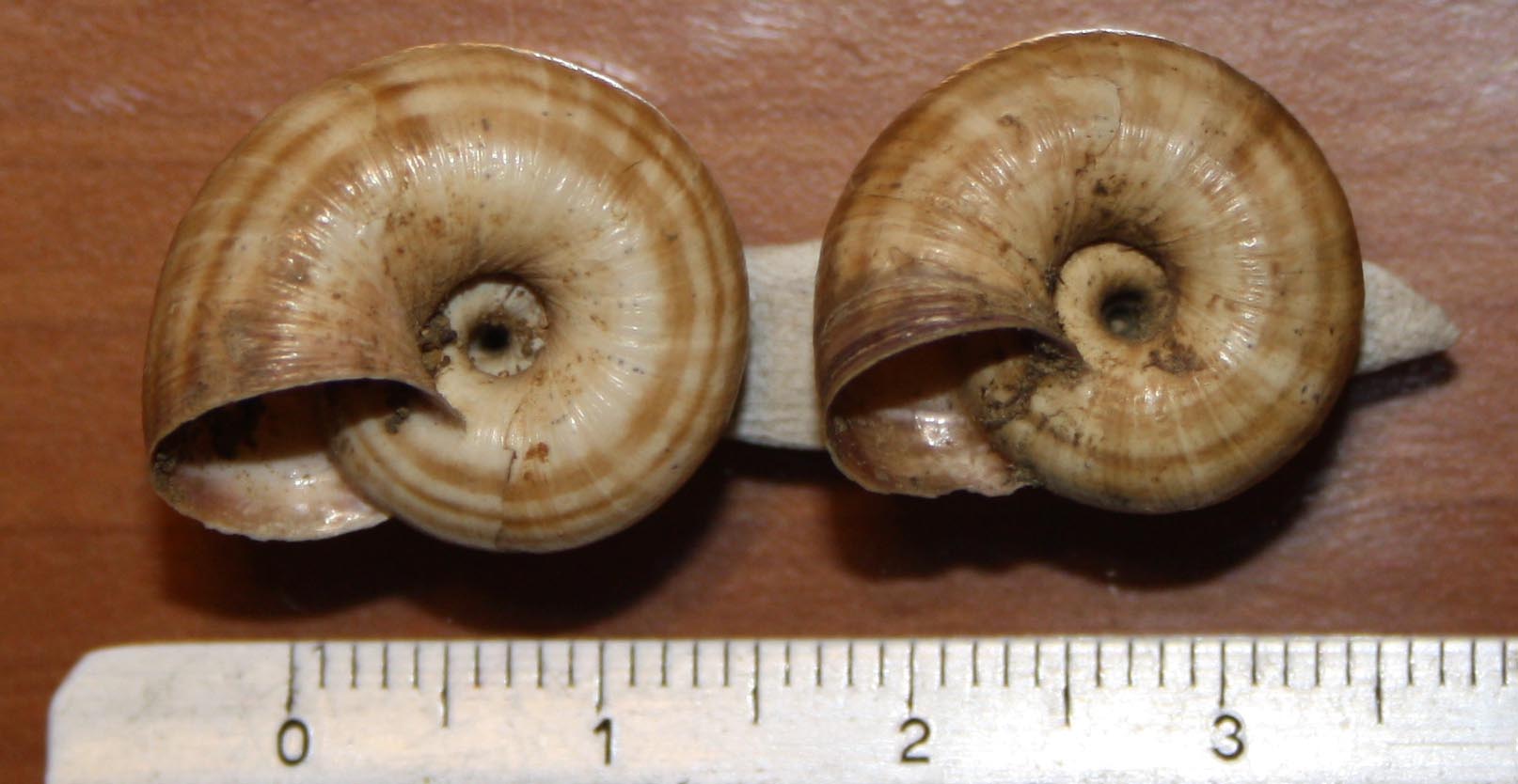 Cernuella virgata e neglecta?